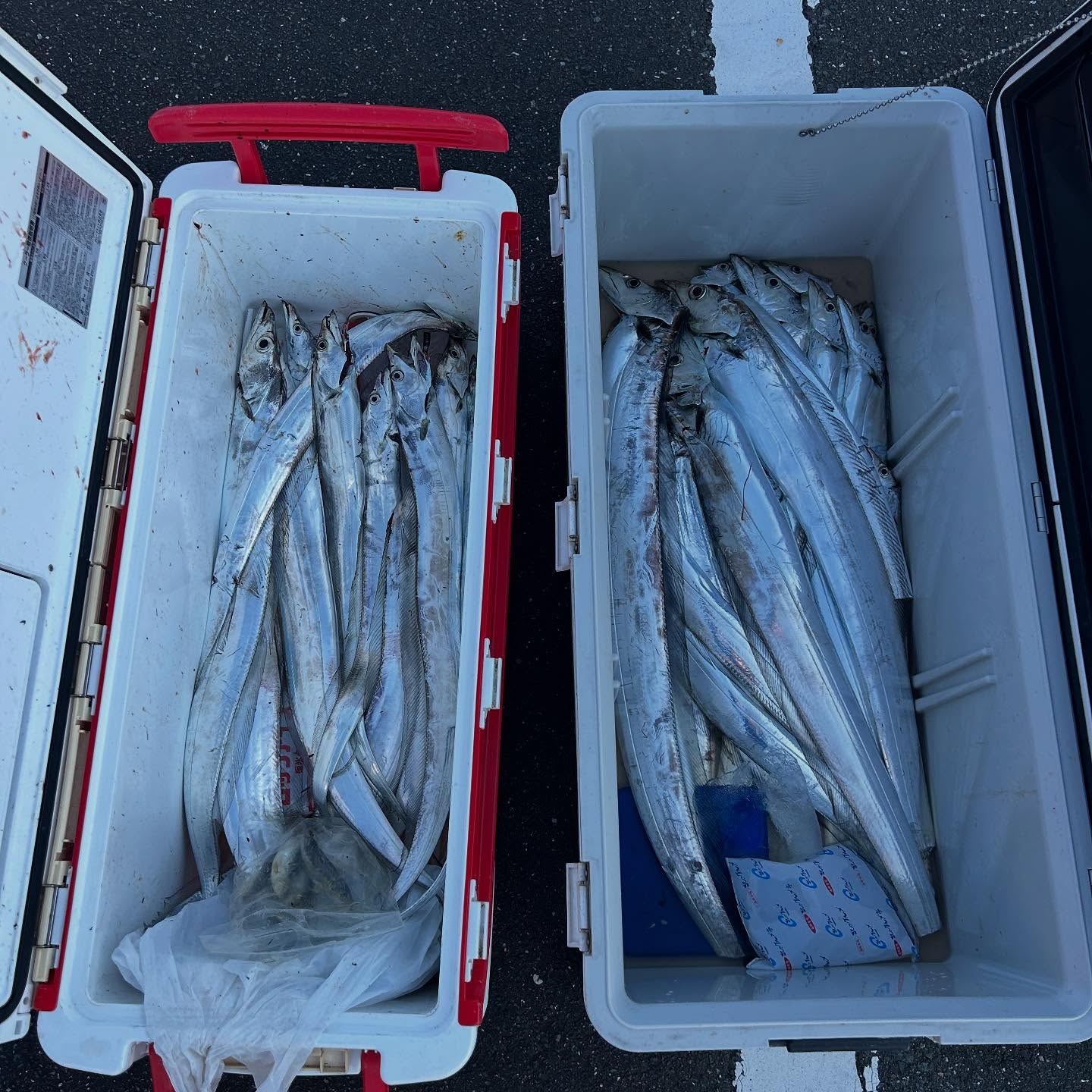 本日は久しぶりのお客様と釣りでした🎣