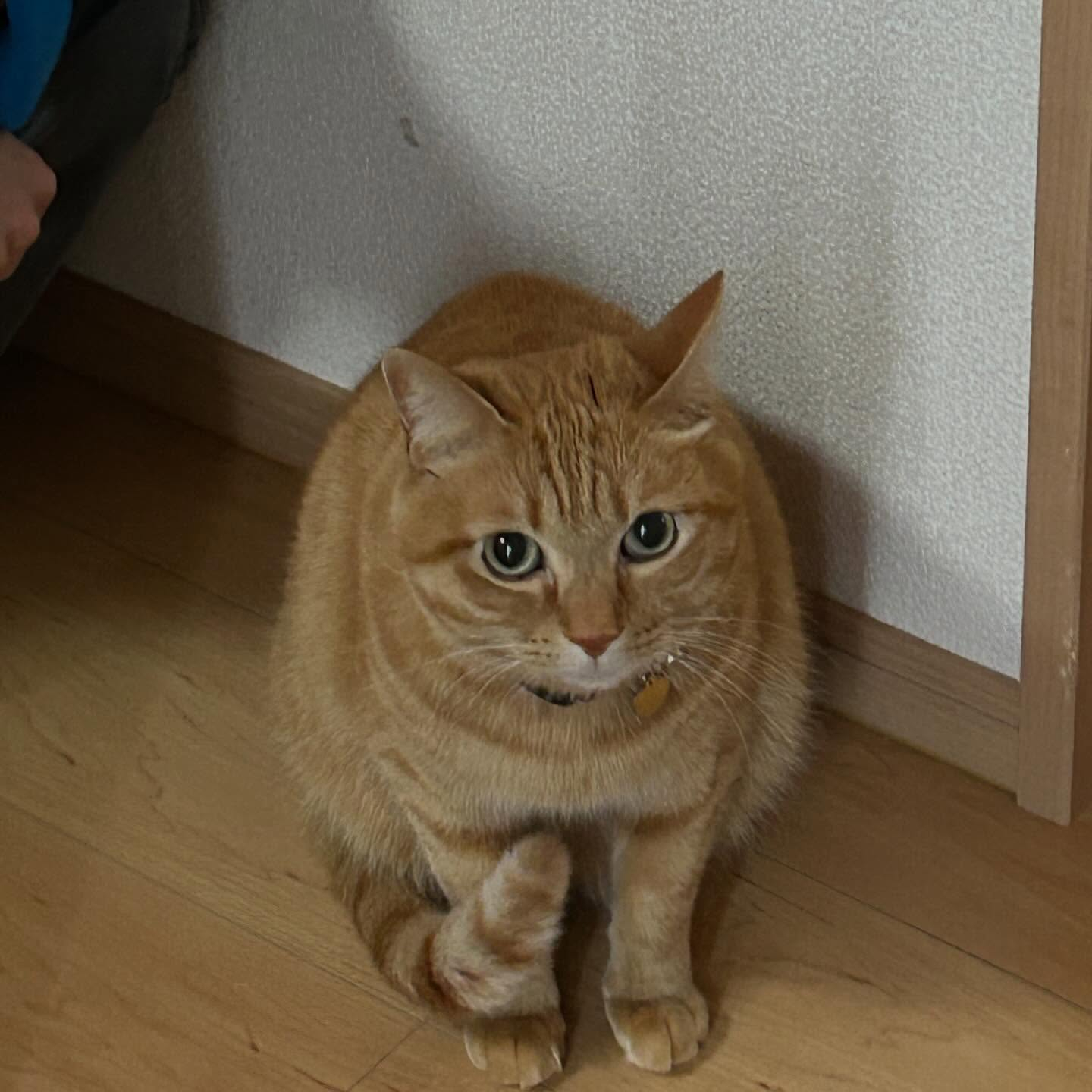 #招き猫