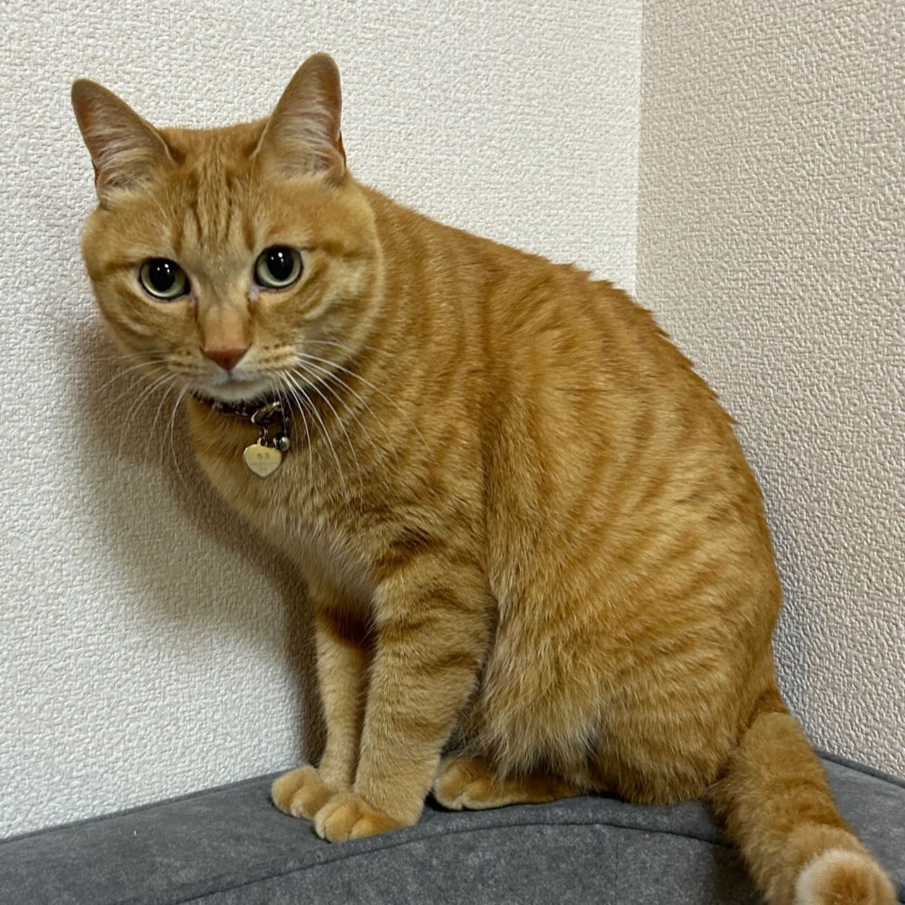 #招き猫