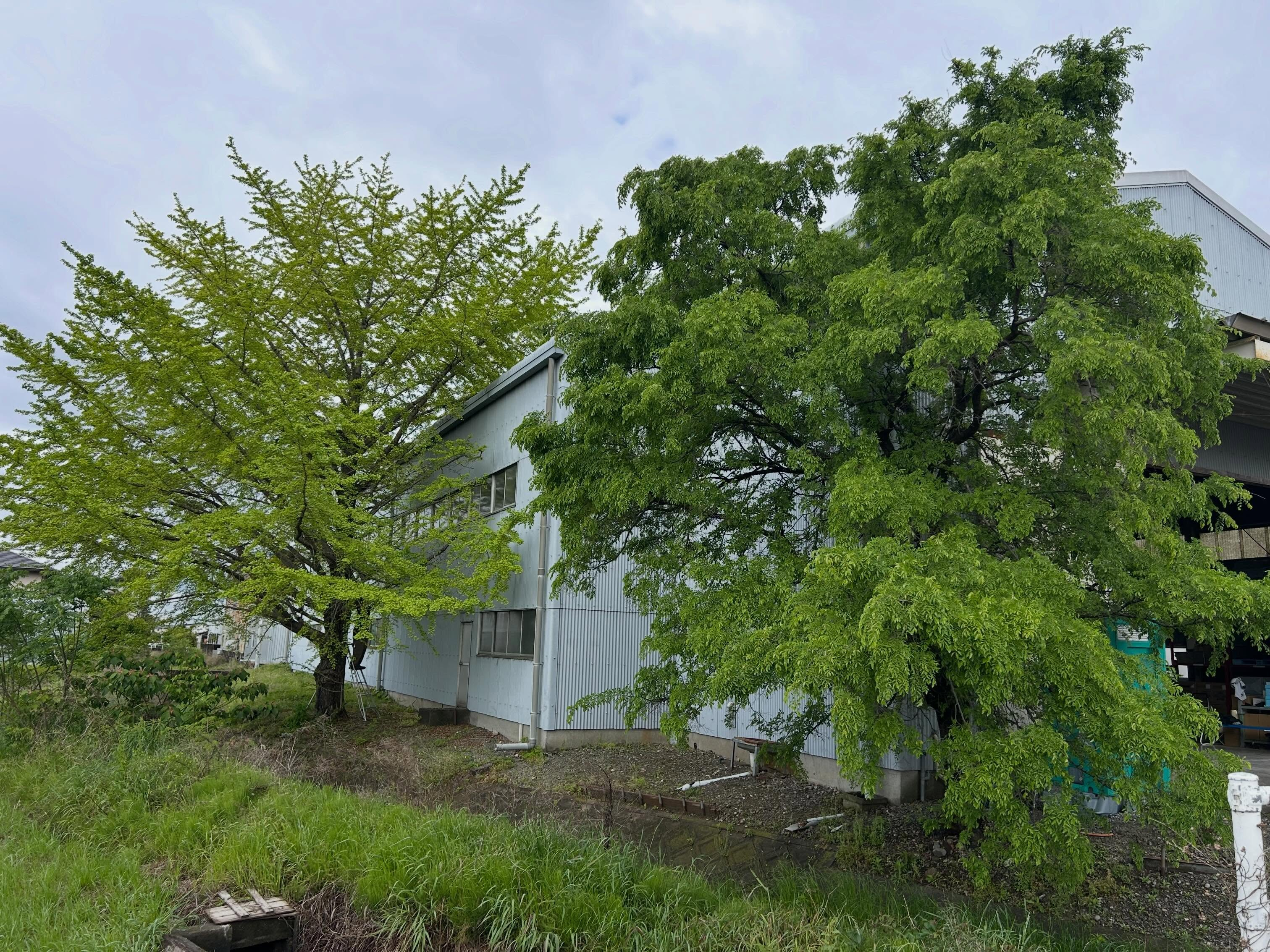 #雑木伐採